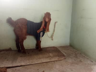 bakra for sale healthy and active 03060038102