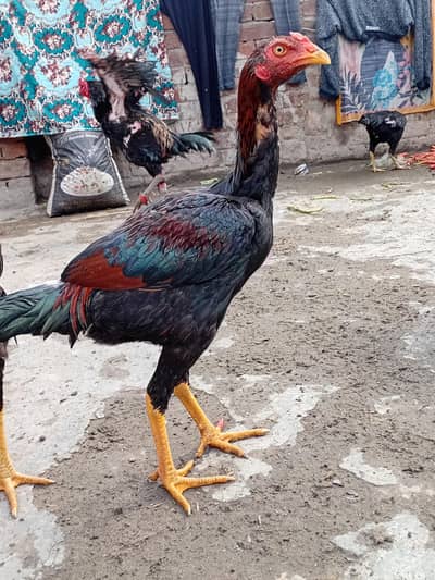 Full height ma cross breed patha or pathia available ha