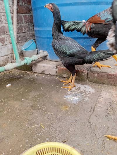 Heigh quality Rooster keli Taj long H3ight ma available ha