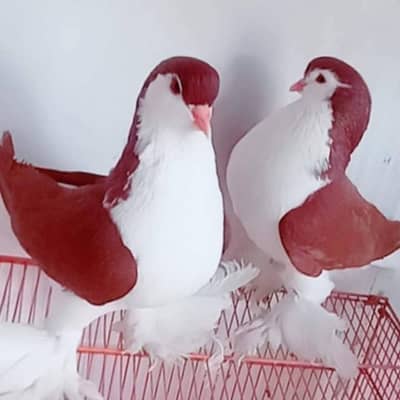 German sherazi piegon