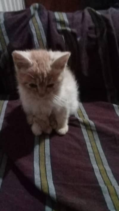 Aslam o Alikum one Male or one female active and healthy