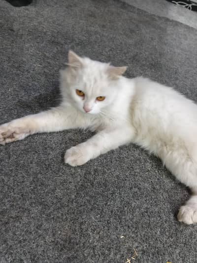 Persian White Cat