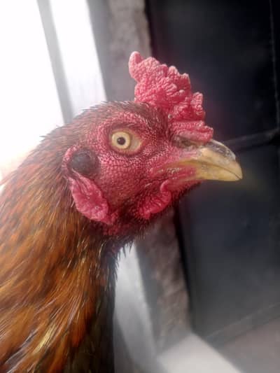 Aseel barmi +pakoya murga. and3 female