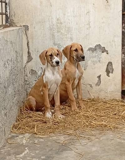 Great Dane puppies are available for new homes