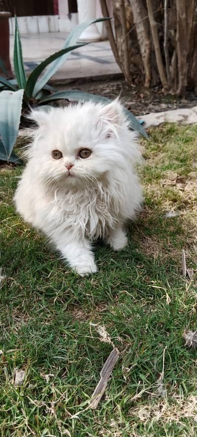 Triple coated Persian kitten