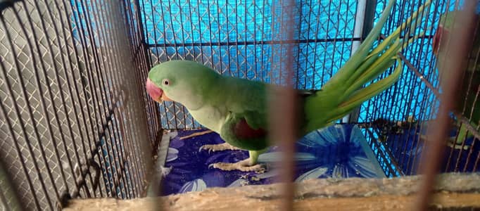 RAW ALEXANDRATE PARROT  one male and one female
