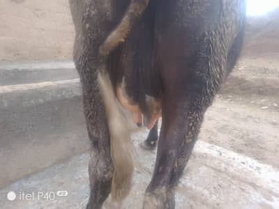 Freisan 2nd timer tayyar 10 din baqi