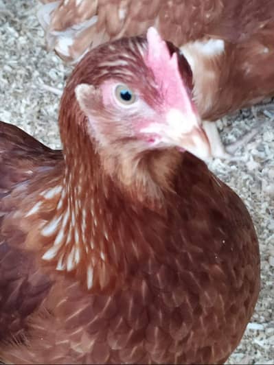 Loman Brown Hens Laying Egg's for sale