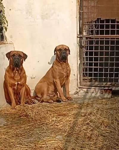 Bull mastiff puppies are available for new homes
