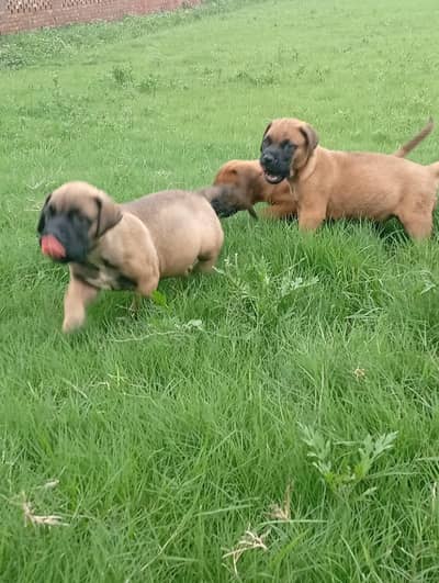 Bull mastiff puppies are available for new homes
