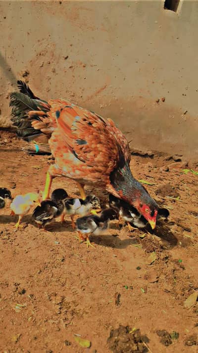 Aseel chiks for sale