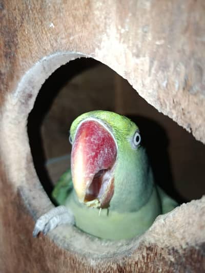 kashmiri raw breader