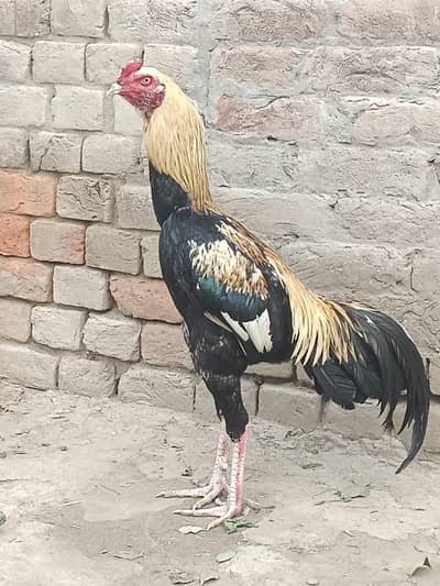 pure shamo aseel for sale