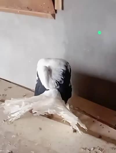 انگلش سیڈل فیمیل۔۔