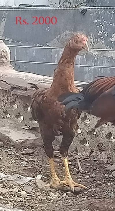 Aseel Bengum Pathy Pathiyan