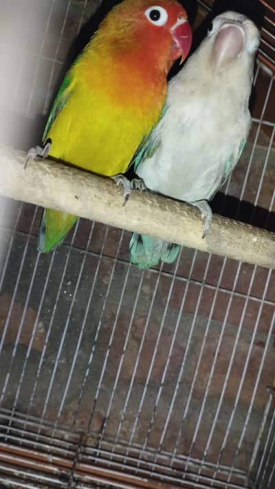 love bird breeder pair