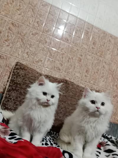 Persian cat