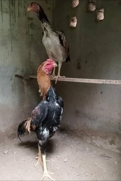 High Quality Japanese Shamo Pair