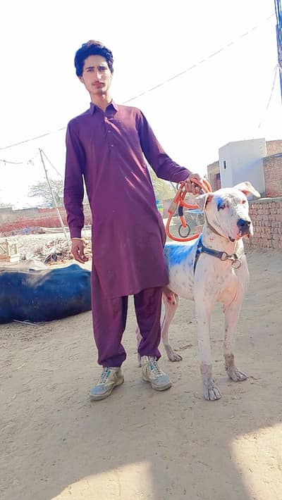 one dog bully for sale