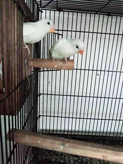Albino balck eye lovebirds