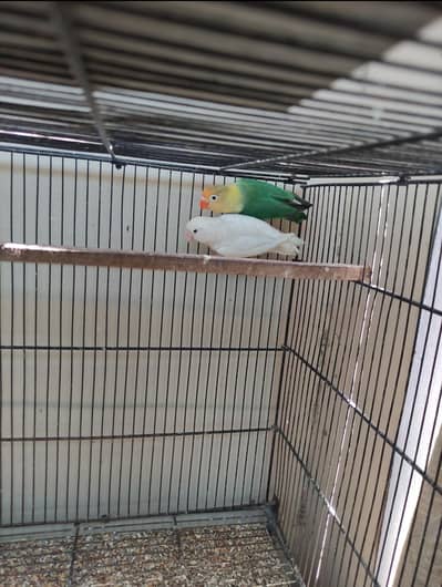 Albino red eye | Parblue