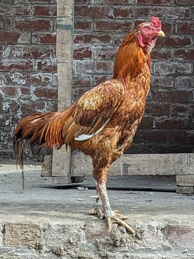 Pure Aseel Weight 4Kg