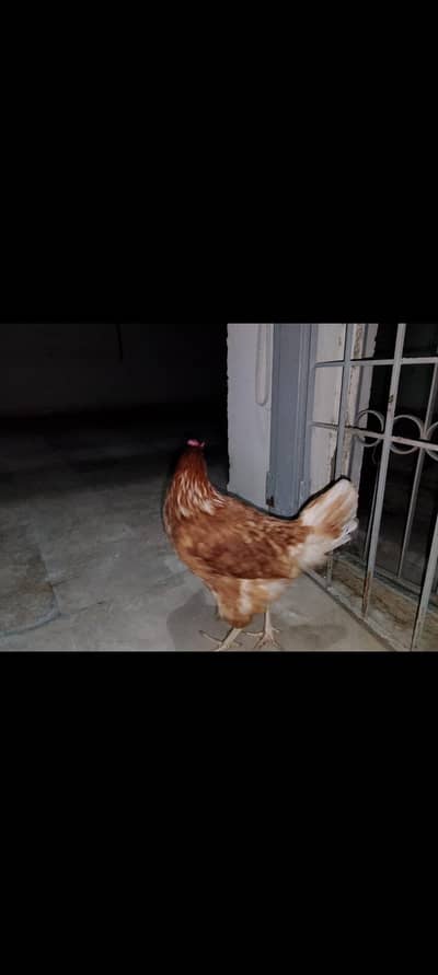 Lemon Brown Chicken ( desi Murghi)