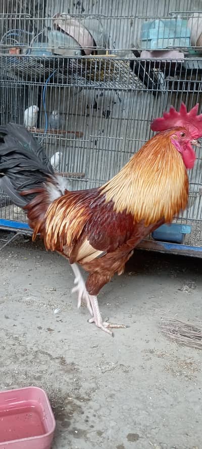 healthy & active good saiz good health