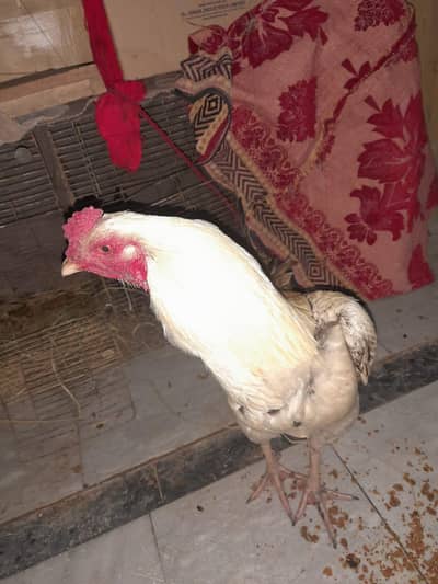 Aseel pure white murgha