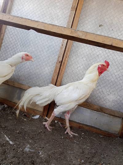 Heera Aseel fertile egg