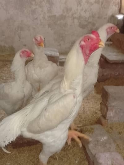 German King Size O Shamo