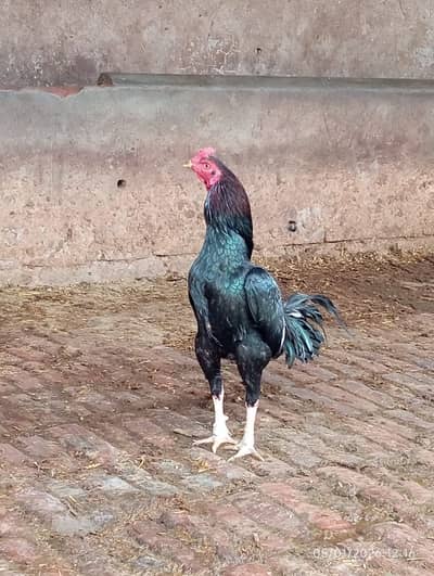 Lessani cross Aseel Murga