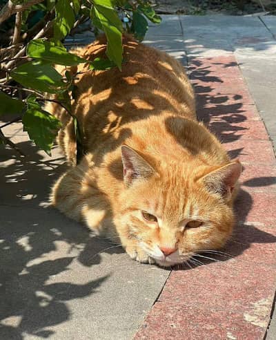 Healthy Orange Persian Mix Cat for Sale – Friendly & Calm