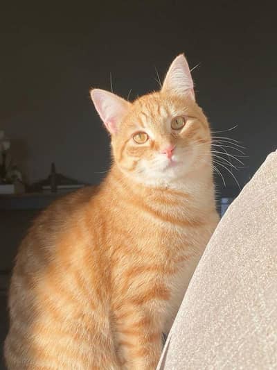 Healthy Orange Persian Mix Cat for Sale – Friendly & Calm