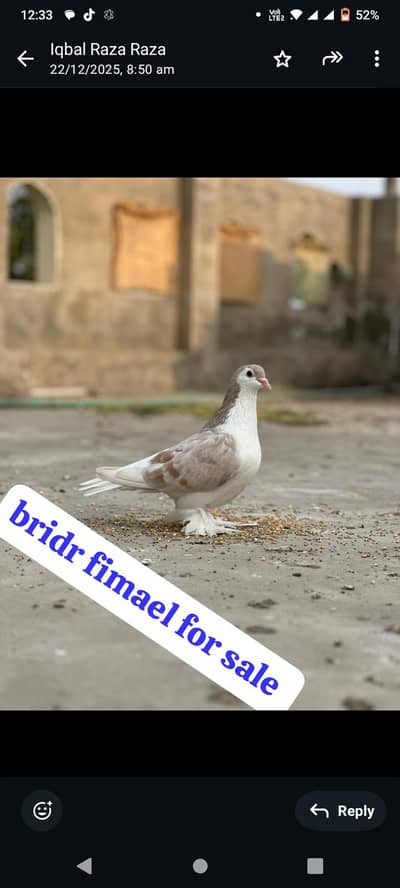 lahori sharazi fimale