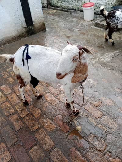 full healthy bakri hai San Kuch ka lety hai