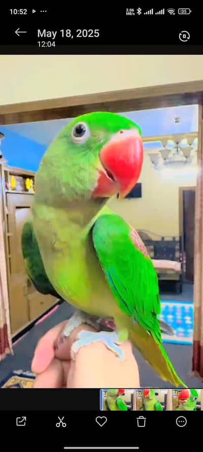 Raw parrot