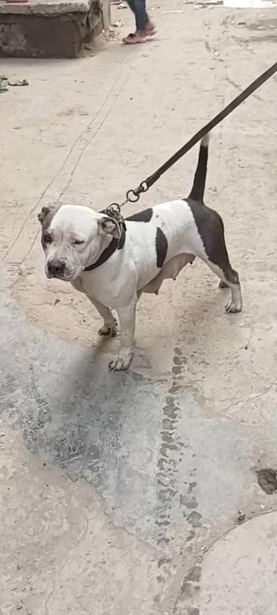 pitbull female for sale age 16 month