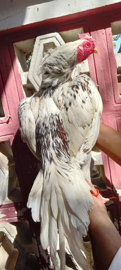 Aseel miyawali murga