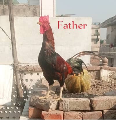 Aseel Bengum Pathy Pathiyan