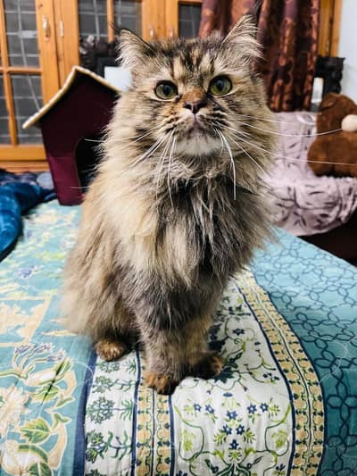 heavy coat persian cat