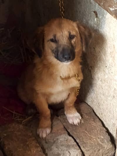 roosi pisti nsl dog female puppy