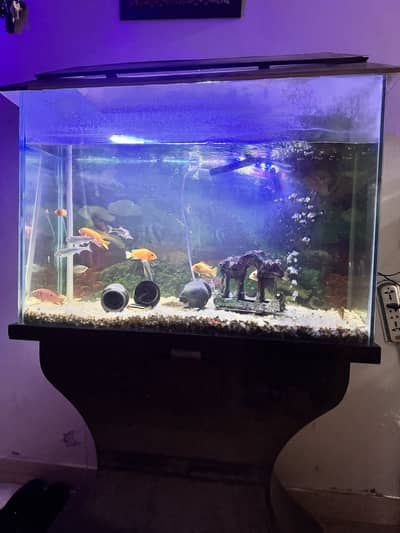 Aquarium with fishes