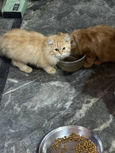 I have 4 persian kittens