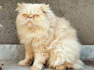 Pure peki stud male for sale location isb/rwp.