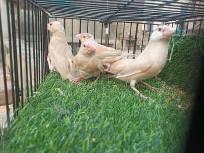 Setup for Sale including