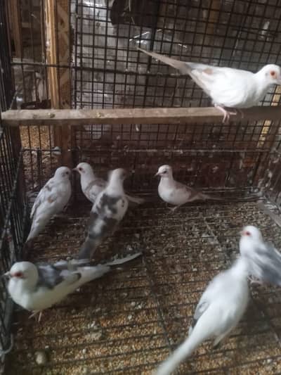 Birds Setup with Accessories / Cages