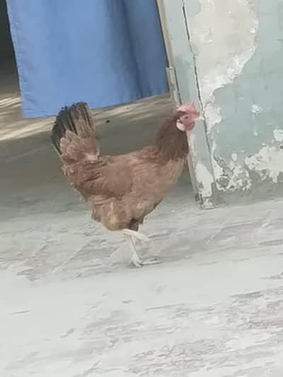Egg Laying Hen (only 1 piece)