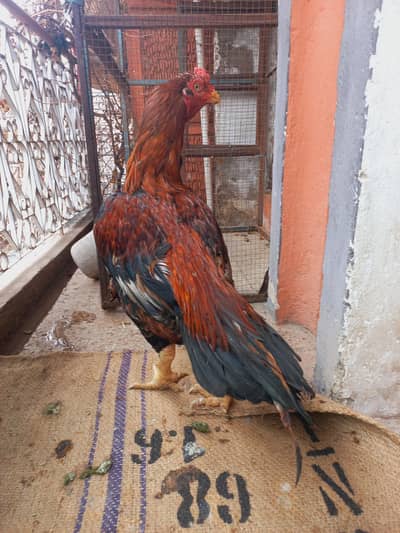 Aseel (Lakha)Best Breeder for sale
