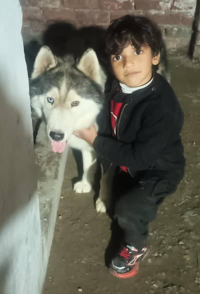 husky breder stud available